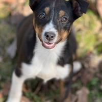 VIOLA, cucciola bella come il sole