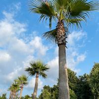 Washingtonia pianta palma