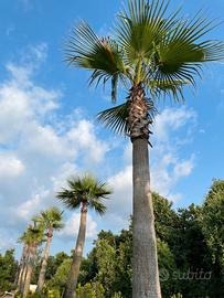 Washingtonia pianta palma