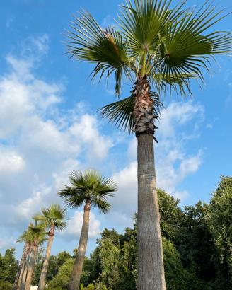 Washingtonia pianta palma