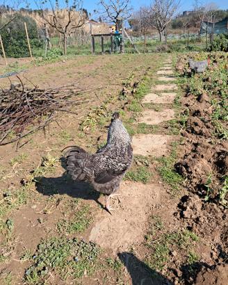 Gallo