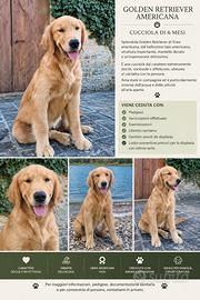 Cucciolona di 6 mesi americana
