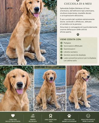Cucciolona di 6 mesi americana