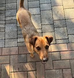 Whisky simil Terrier