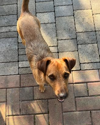 Whisky simil Terrier
