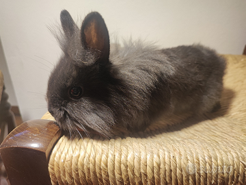 Conigli nani testa di leone