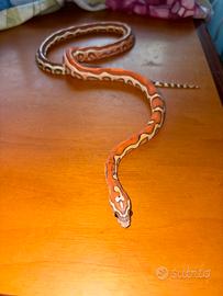Serpente del grano
