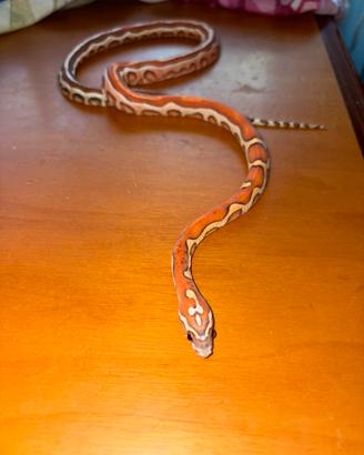 Serpente del grano
