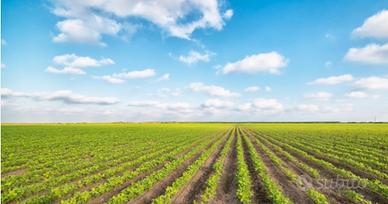 Terreno agricolo