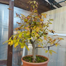 zelkova serrata olmo giapponese bonsai