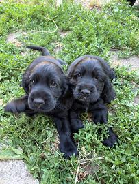 Cocker Spaniel Nero di razza