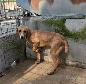 Adozione gratuita giovane segugia dolcissima