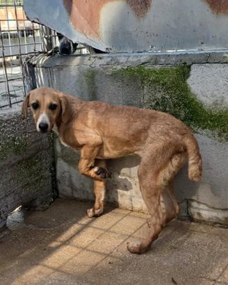 Adozione gratuita giovane segugia dolcissima