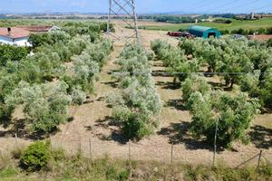 TER. AGRICOLO A MONTALTO DI CASTRO
