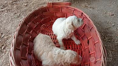 Lagotto romagnolo cuccioli tartufo