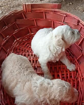Lagotto romagnolo cuccioli tartufo