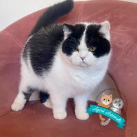 British Shorthair Scottish Fold e Straight