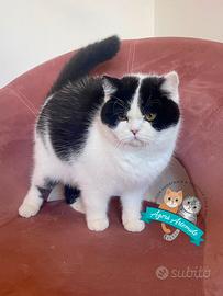 British Shorthair Scottish Fold e Straight