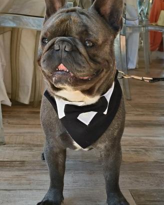 Bulldog francese