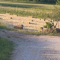 fieno conigli pecore cavalli erba  avena foraggio