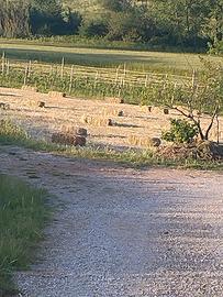 fieno conigli pecore cavalli erba  avena foraggio