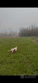 Setter inglese maschio