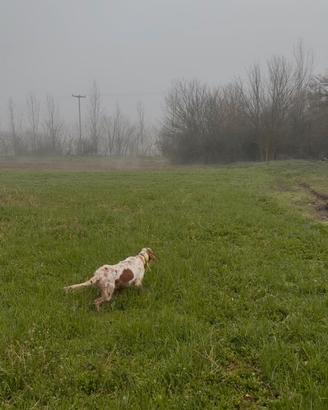 Setter inglese maschio