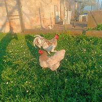 Galline Australorp