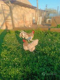 Galline Australorp