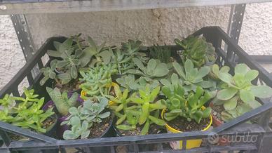 Piante grasse succulente