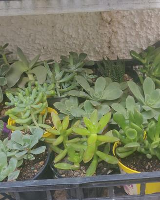 Piante grasse succulente