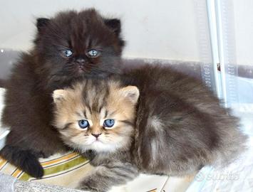 Cuccioli persiani disponibili