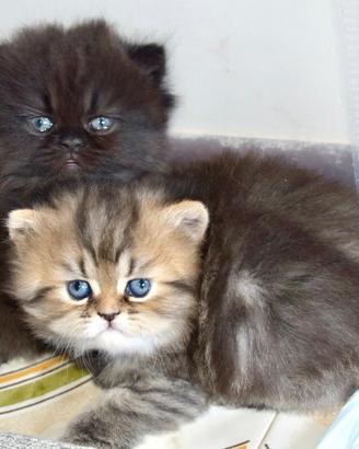 Cuccioli persiani disponibili