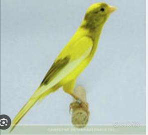 C.e.r.c.o. spagnoli in blocco