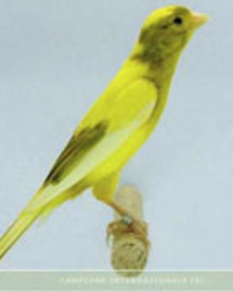 C.e.r.c.o. spagnoli in blocco