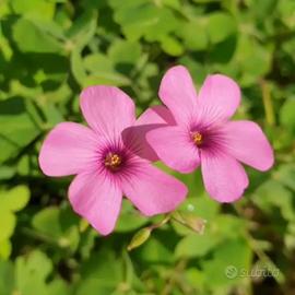 5 Bulbi di Oxalis articulata (Acetosella Rosa)