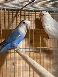 Coppia inseparabili roseicollis