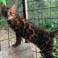 Bengala per Monta con Pedigree