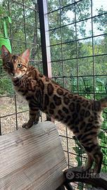 Bengala per Monta con Pedigree