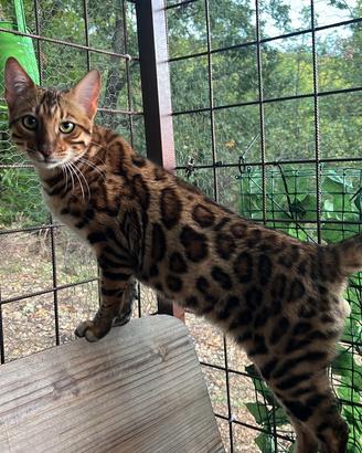 Bengala per Monta con Pedigree