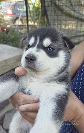 Cucciolata di Siberian Husky