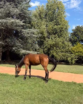 Cavalla trottatrice