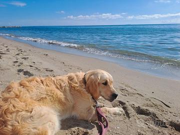 GOLDEN RETRIEVER FEMMINA STERILIZZATA CON PEDIGREE