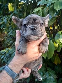 Cuccioline Bouledogue Francese adorabili