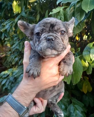 Cuccioline Bouledogue Francese adorabili