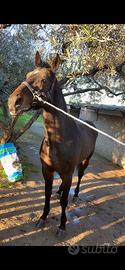 Cavallo trottatore