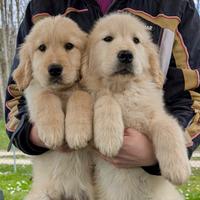 Cuccioli golden retriever