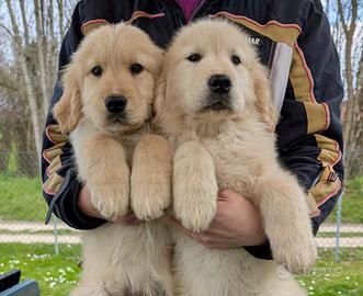 Cuccioli golden retriever