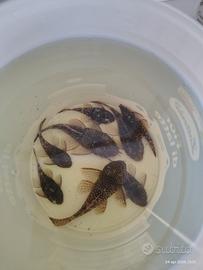 Ancistrus