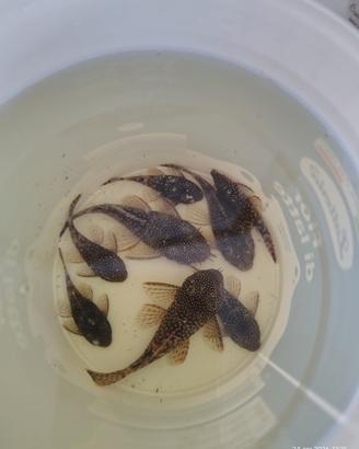 Ancistrus